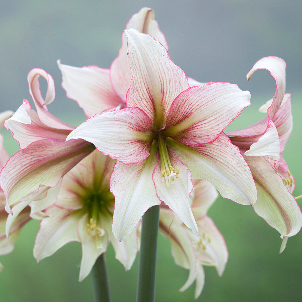 Sarah Raven Bulbs Favourite Amaryllis Zwiebeln 3 Stück rot grün