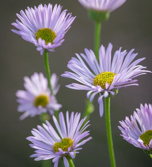 Sarah Raven Plants Erigeron Lavender Lady Pflanze 3x 9cm Dauerblüher