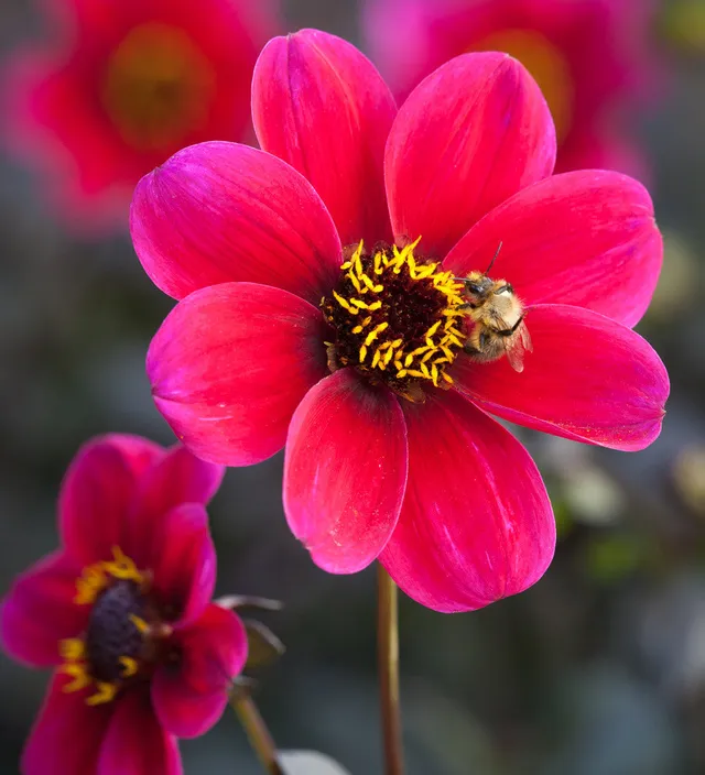 Sarah Raven Plants Dahlia Roxy Pflanzen 3x 9cm magenta