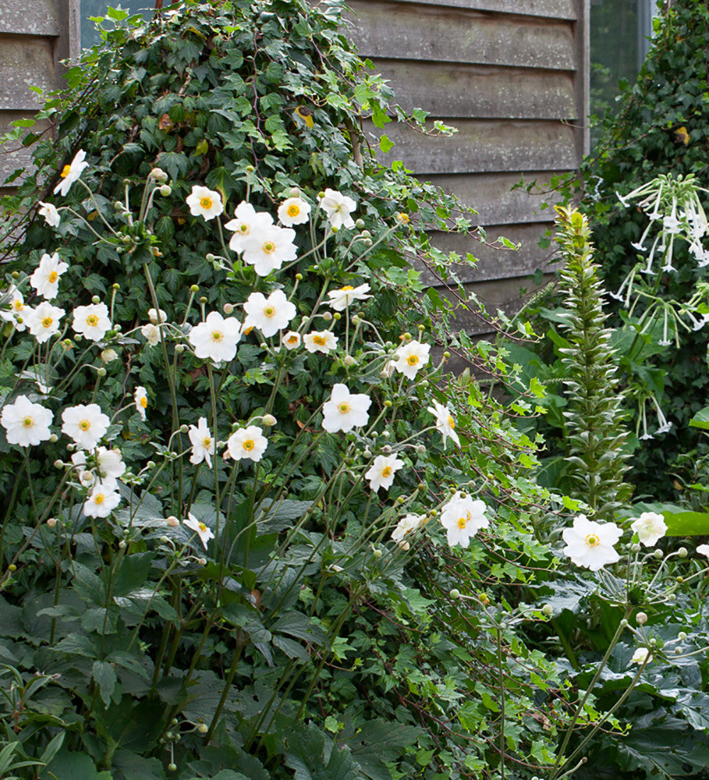 Sarah Raven Plants Anemone Honorine Jobert Pflanze 3x9cm weiss