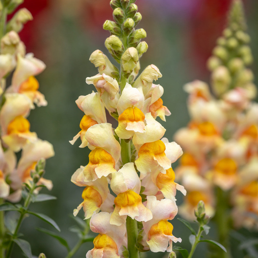 Sarah Raven Plants Antirrhinum majus Costa Apricot F1 Löwenmaul 6x9cm
