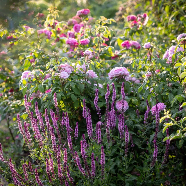 Sarah Raven Plants Salbei Caradonna Pink Inspiration Pflanze 3x9cm