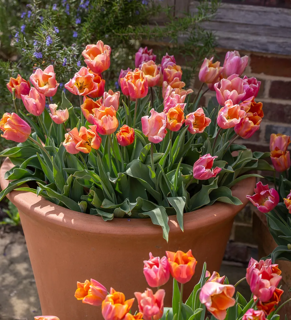 Sarah Raven Bulbs Muted Brights Tulpen Tulpenzwiebeln 30 Zwiebeln Topf