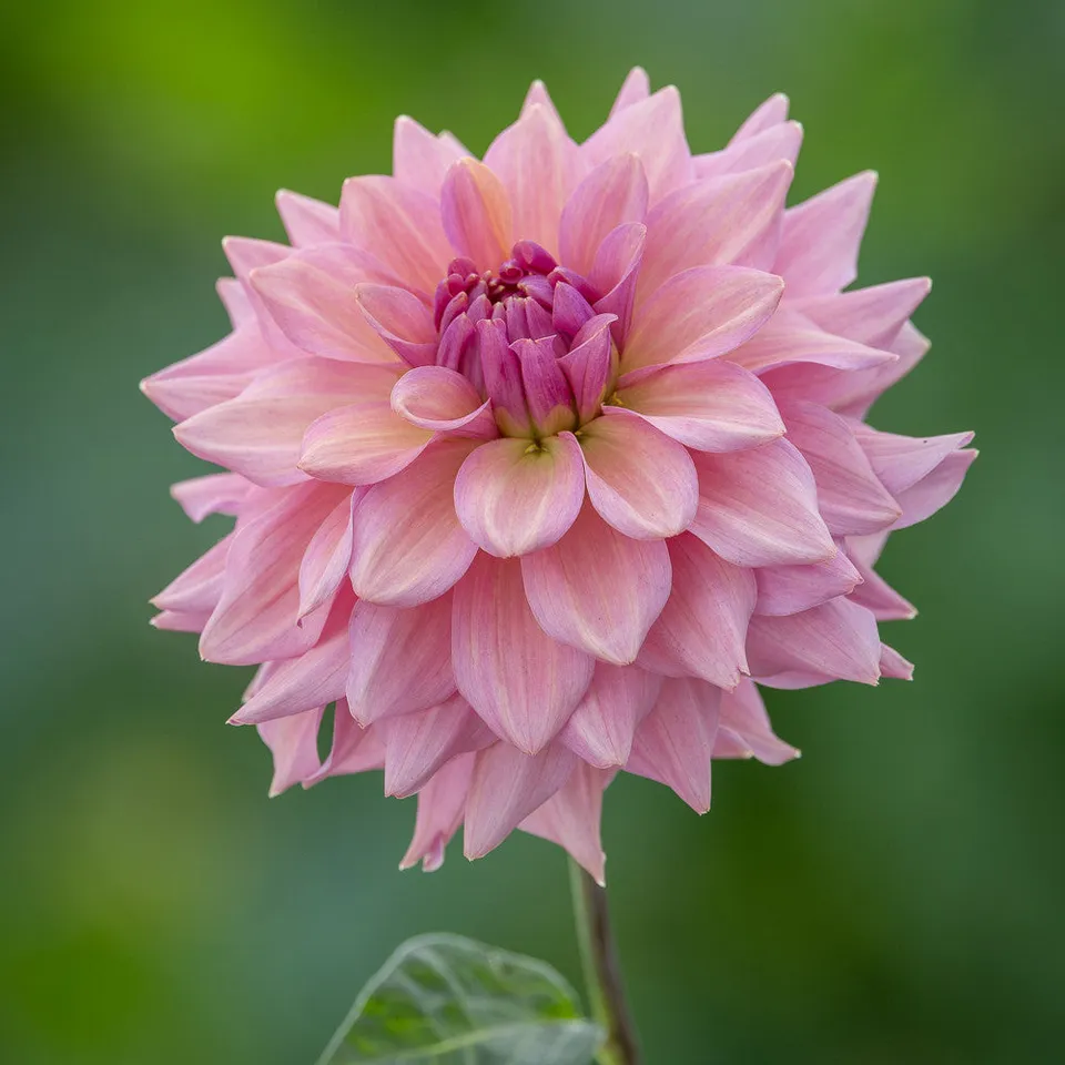 Sarah Raven Dahlia La Belle Epoque Dahlienknolle 1 Knolle rosa