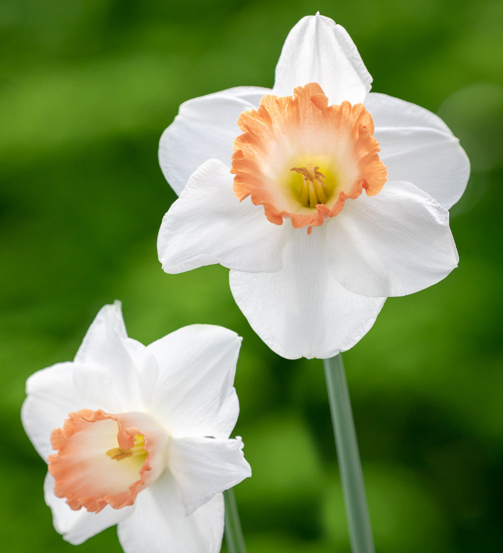 Sarah Raven Bulbs Narzisse Pink Charm Blumenzwiebeln 15 Stück