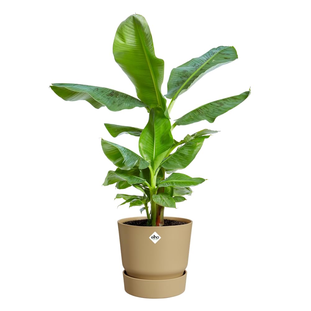 elho Greenville Rund 25 cm Blumentopf Goldener Sand frostbeständig