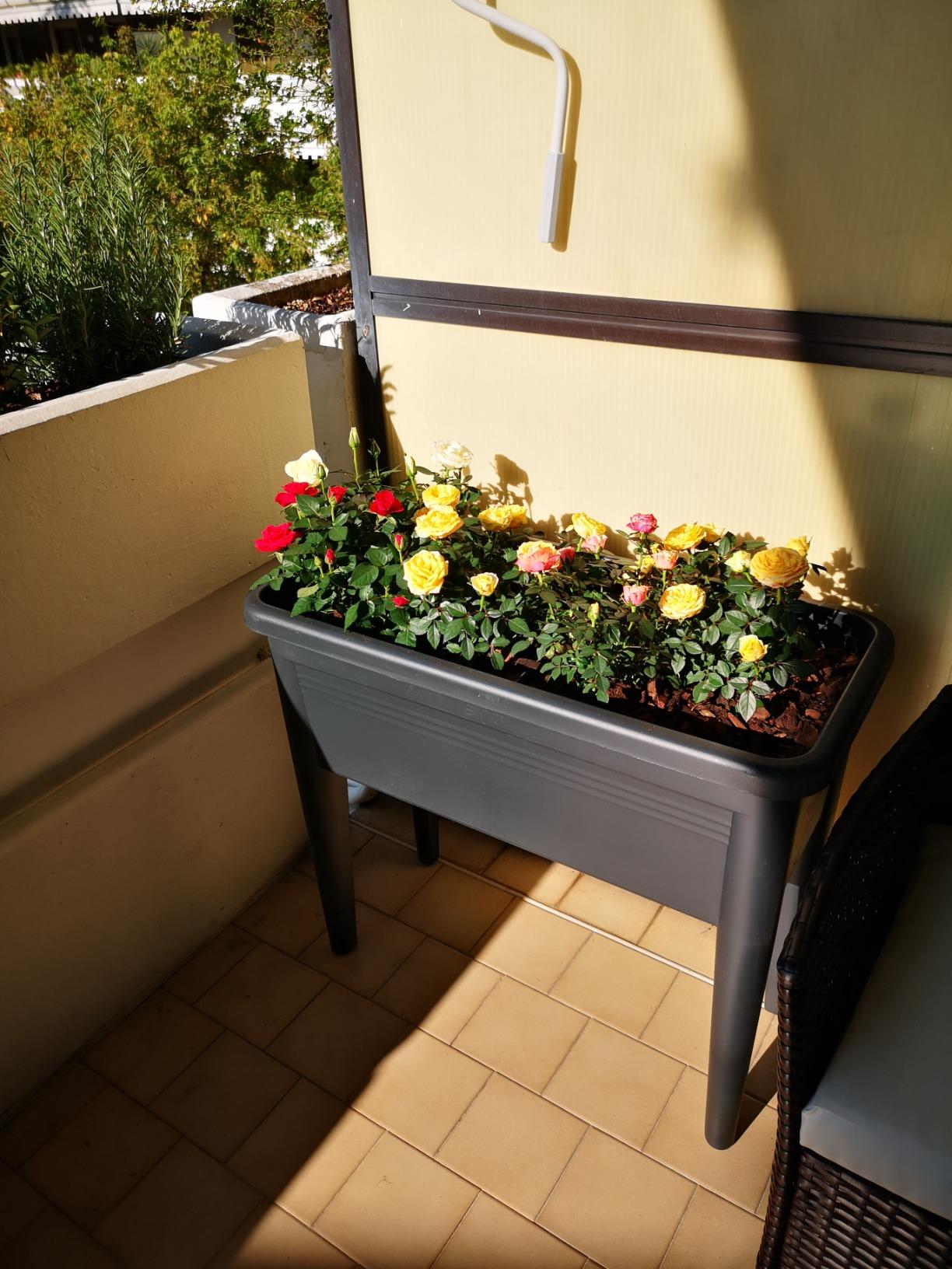 elho Green Basics Anzuchttisch XXL 75cm Living Schwarz recycelt