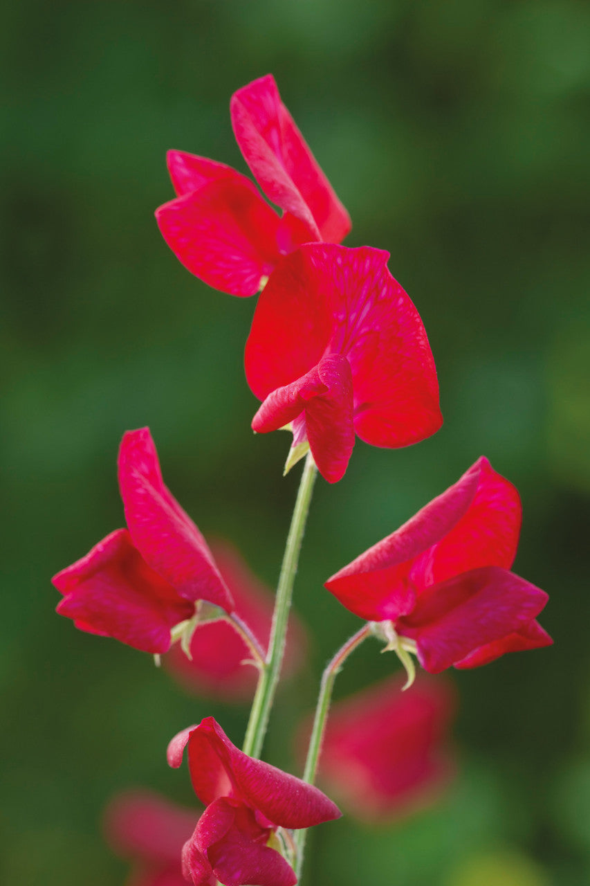 Sarah Raven Sweet Pea Winston Churchill Wicke 20 Samen rot
