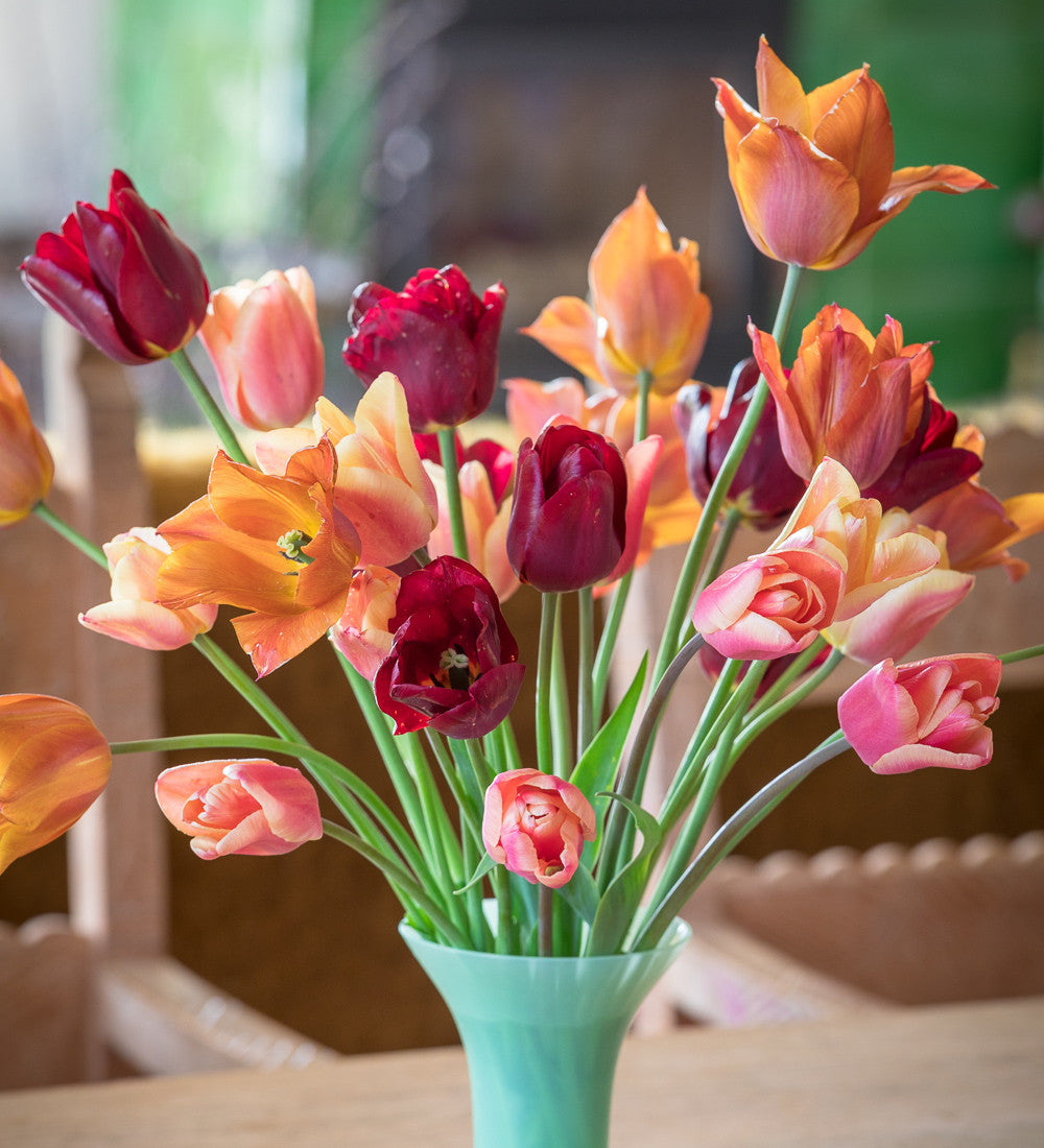 Sarah Raven Plum and Apricot Tulip Mix Tulpenzwiebeln 30 Stück Duft