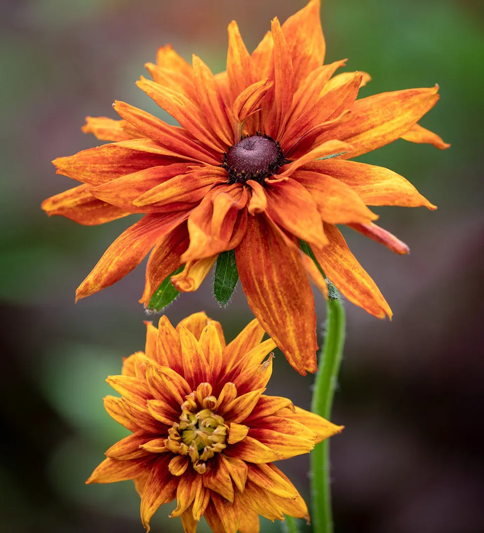 Sarah Raven Seeds Rudbeckia Cherokee Sunset Saatgut 75 Samen