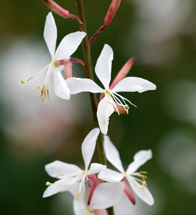 Sarah Raven Plants Gaura The Bride Pflanze 3x 9cm weiß