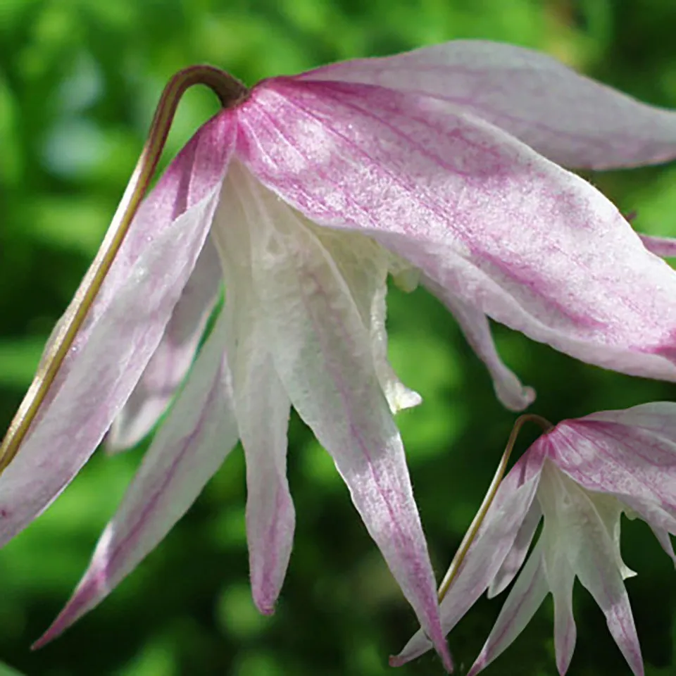 Sarah Raven Plants Clematis Pink Flamingo 2 Liter Topf