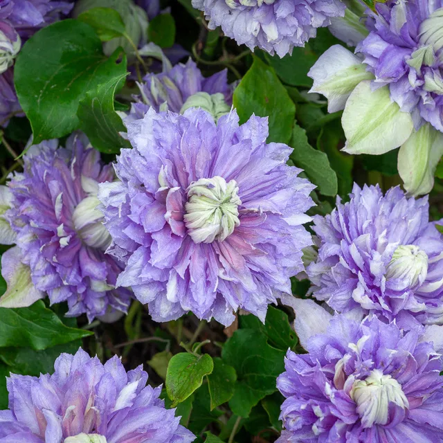 Sarah Raven Diamantina Clematis Pflanze 1x 3-Liter-Topf blau