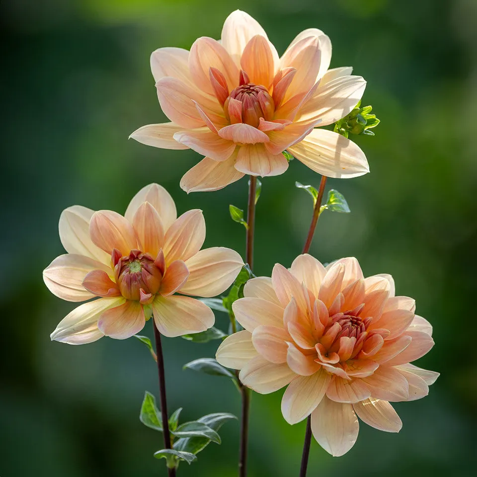 Sarah Raven Bulbs Dahlia Apricot Desire Dahlienknolle 1 Knolle aprikot