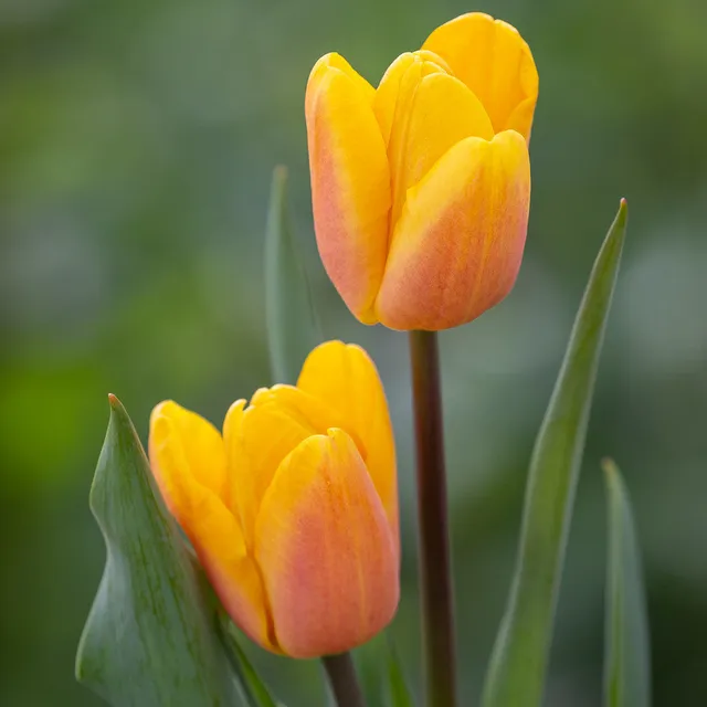Sarah Raven Tulip Bellville Blumenzwiebeln 10 gelb