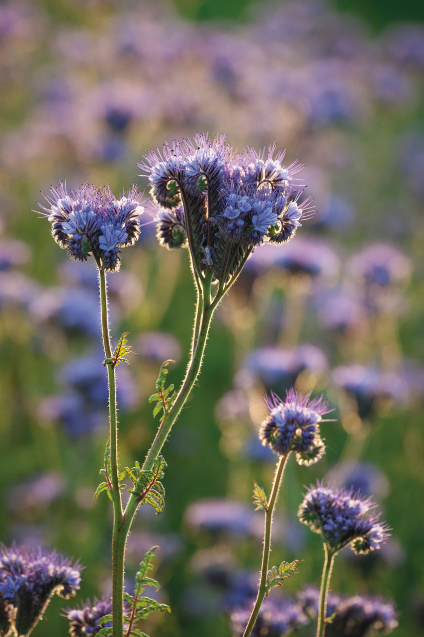 Sarah Raven Seeds Phacelia tanacetifolia Samen 5000 Samen Bienenweide