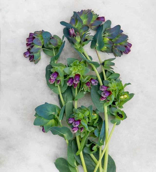 Sarah Raven Seeds Cerinthe major Kiwi Blue Samen 15 Samen Schnittblume