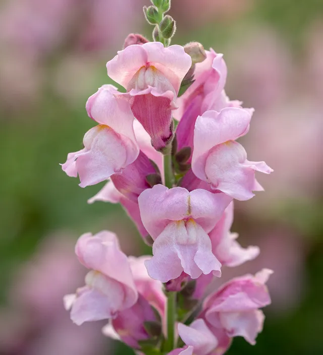 Sarah Raven Plants Antirrhinum Potomac Lavender F1 Samen 30 Stück rosa