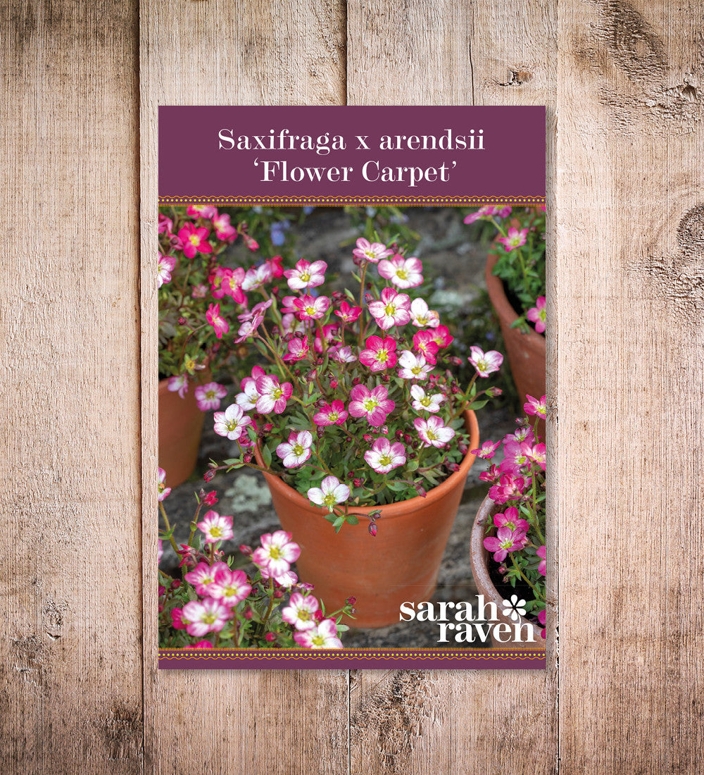 Sarah Raven Saxifraga Flower Carpet Samen 250 Stück Steinbrech