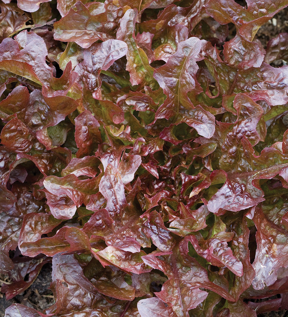Sarah Raven Seeds Asolo Lettuce Mix Salatsamen 500 Samen