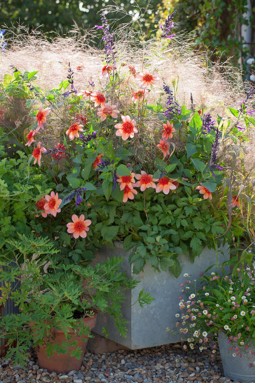 Sarah Raven Bulbs Dahlia Totally Tangerine Knollen orange langblühend