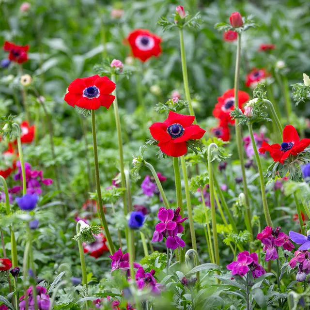 Sarah Raven Bulbs Anemone coronaria Mix Blumenzwiebeln 30 Knollen