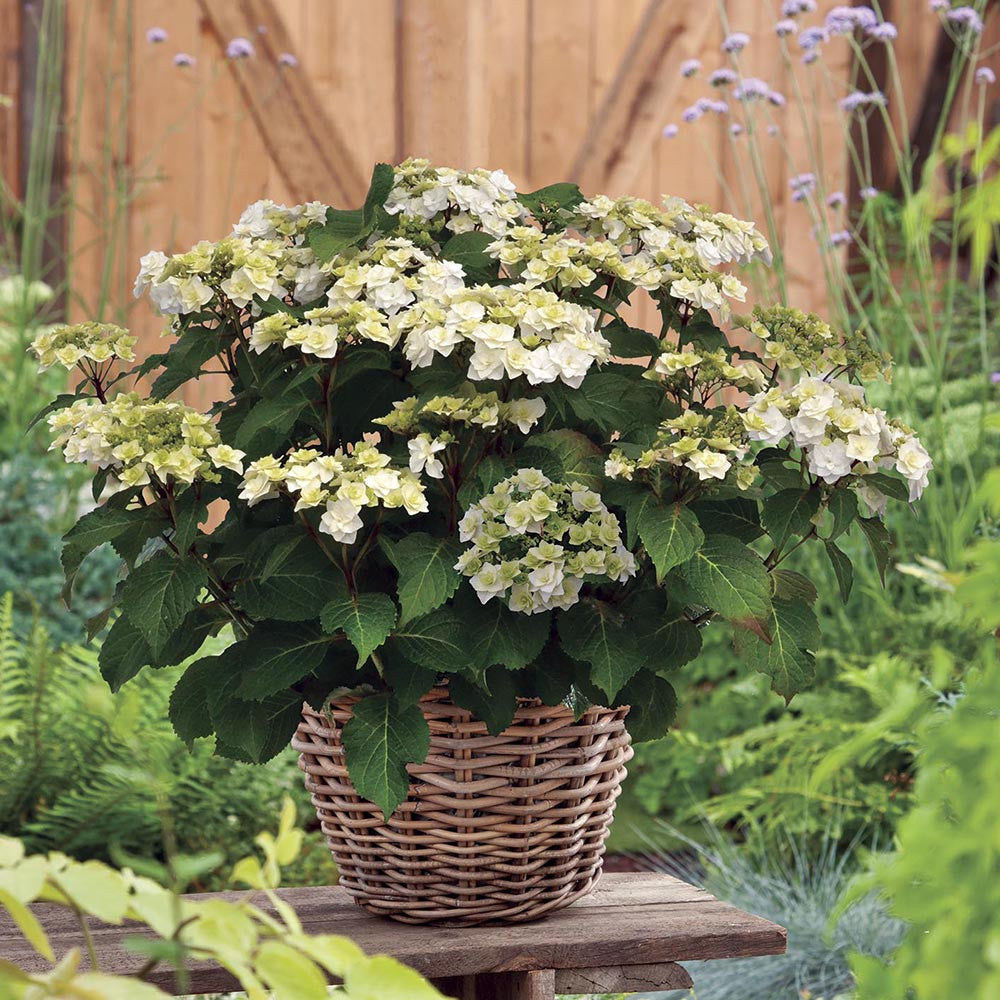 Sarah Raven Plants Hydrangea Wedding Gown Hortensie 2L Topf weiß