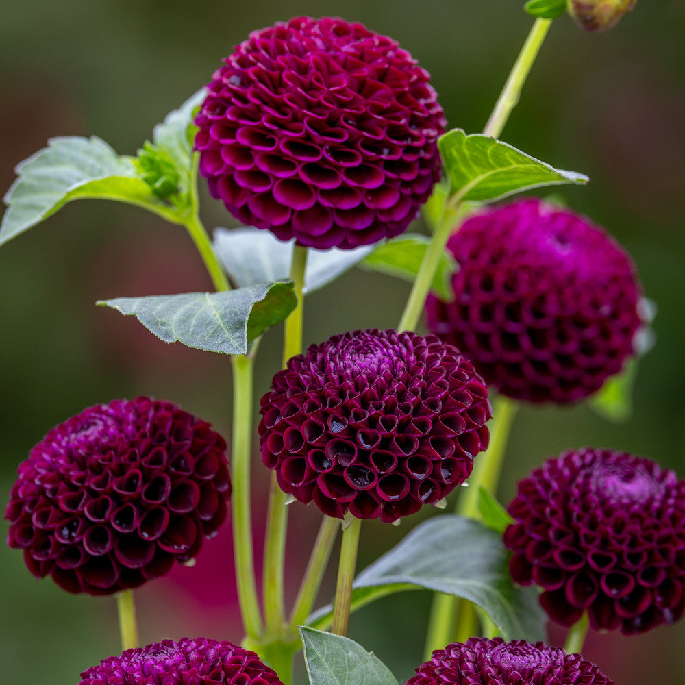 Sarah Raven Bulbs Dahlie Moor Place Blumenzwiebel 1 Knolle lila