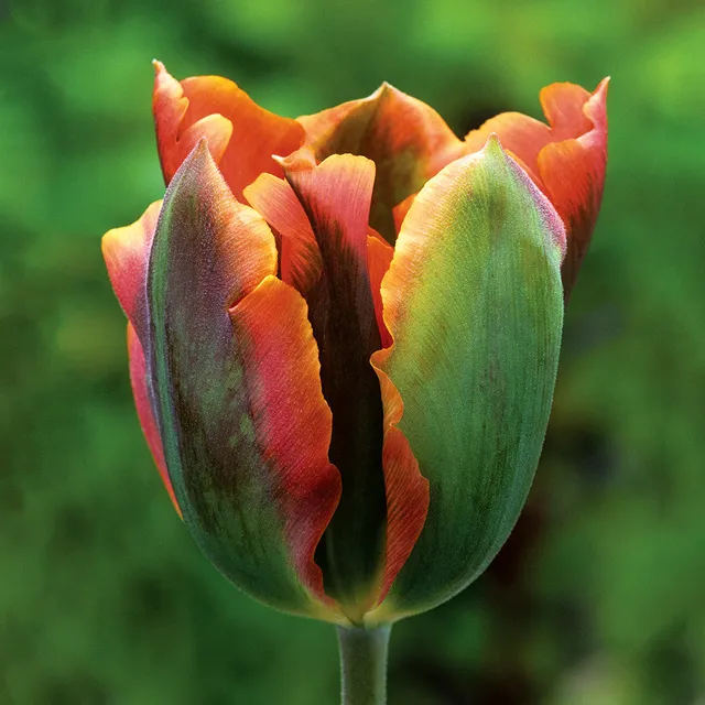 Sarah Raven Bulbs Tulip Artist Tulpenzwiebeln 10 Zwiebeln Orange-Grün