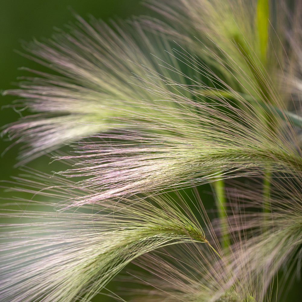 Sarah Raven Seeds Hordeum jubatum Samen 20 Samen Ziergras