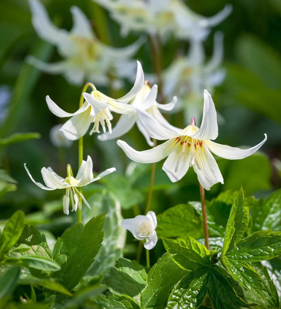 Sarah Raven Bulbs Erythronium White Beauty Blumenzwiebeln 5 Knollen