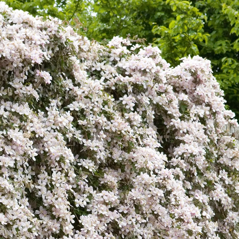 Sarah Raven Plants Clematis montana rubens Pflanze 2 Liter Topf