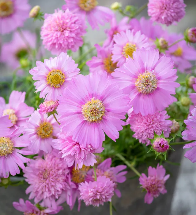 Sarah Raven Plants Cosmos Pink Popsocks Blumensamen 50 Samen rosa