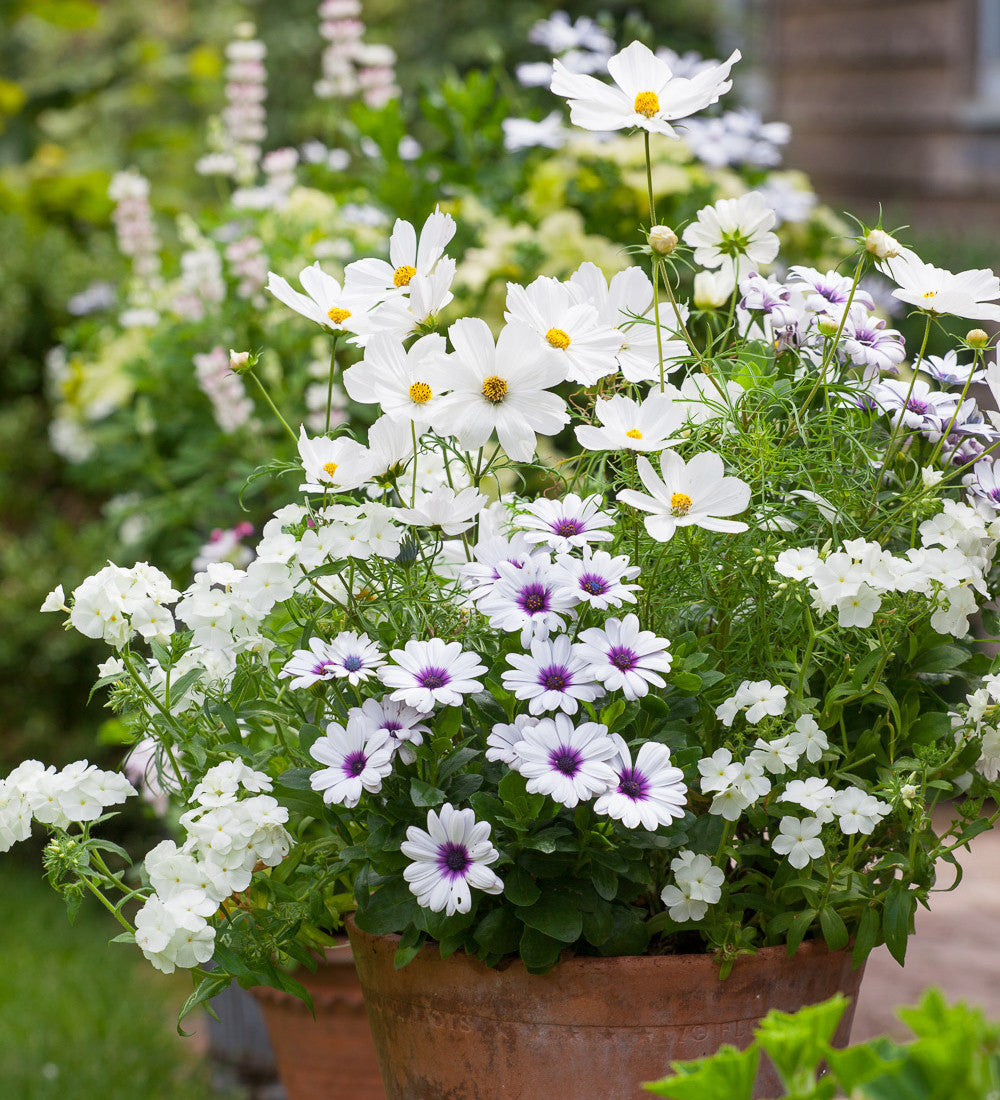 Sarah Raven Osteospermum Akila White Purple Eye Pflanze 3x9cm weiß