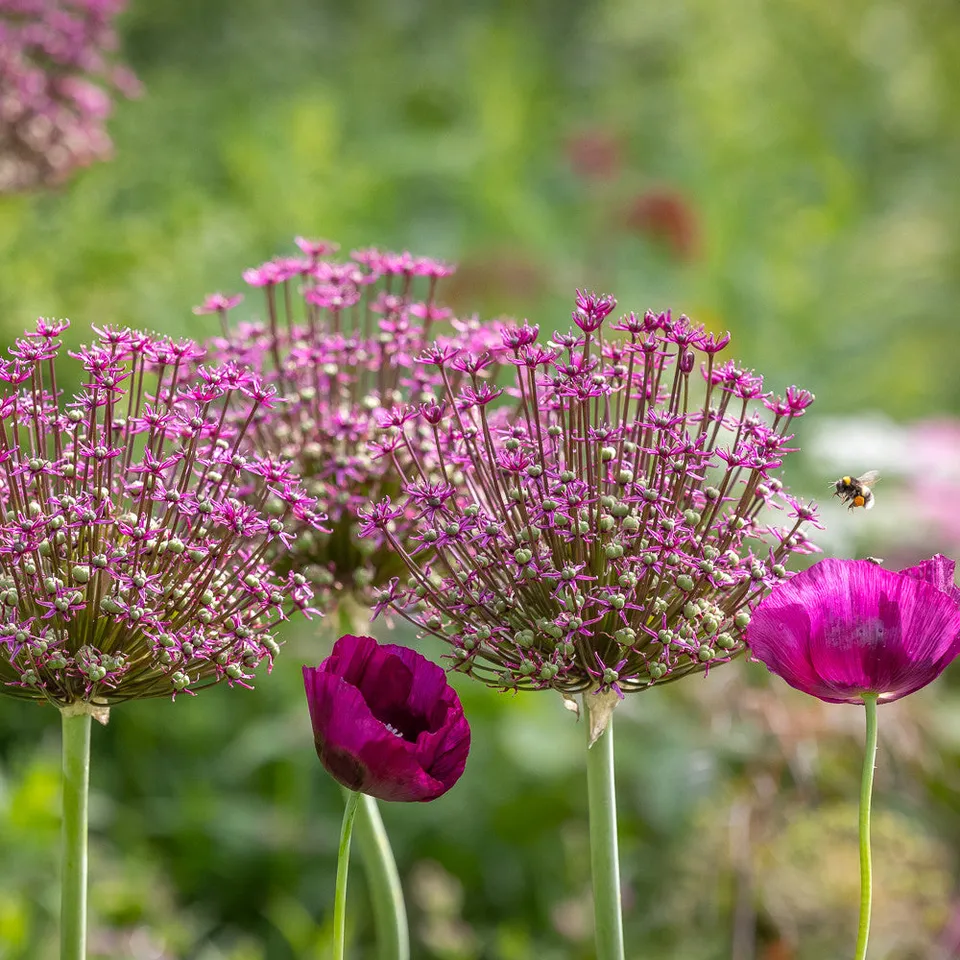 Sarah Raven Allium schubertii Magic Blumenzwiebeln 3 Stück