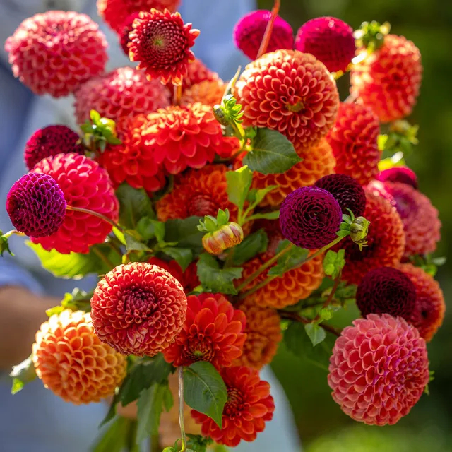 Sarah Raven Bulbs Butter Wakefield Dahlien Kollektion 4 Knollen mix