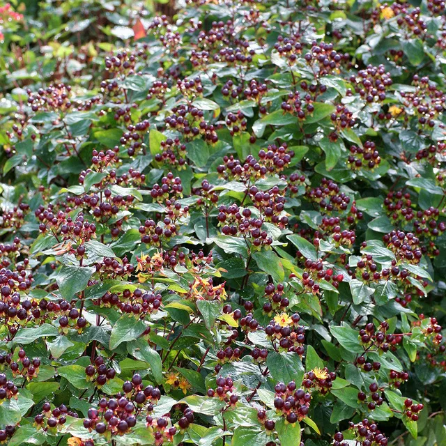 Sarah Raven Hypericum Magical Universe Pflanze 2 Liter Topf