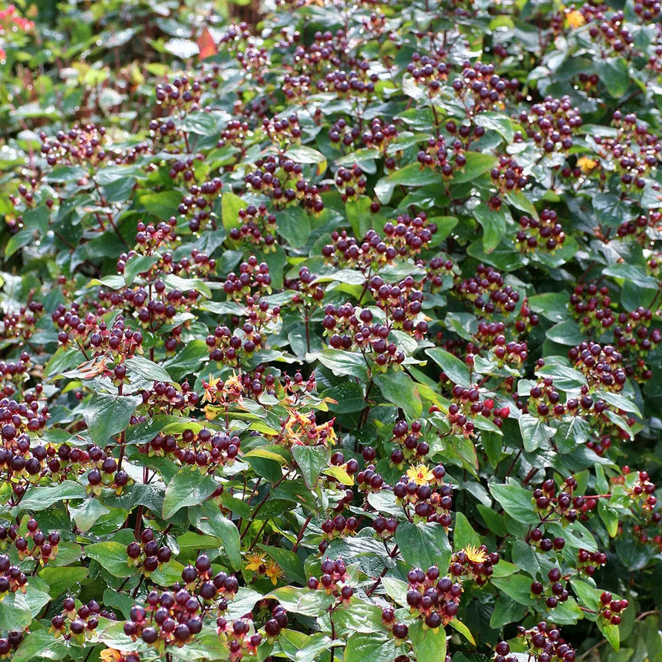 Sarah Raven Hypericum Magical Universe Pflanze 2 Liter Topf