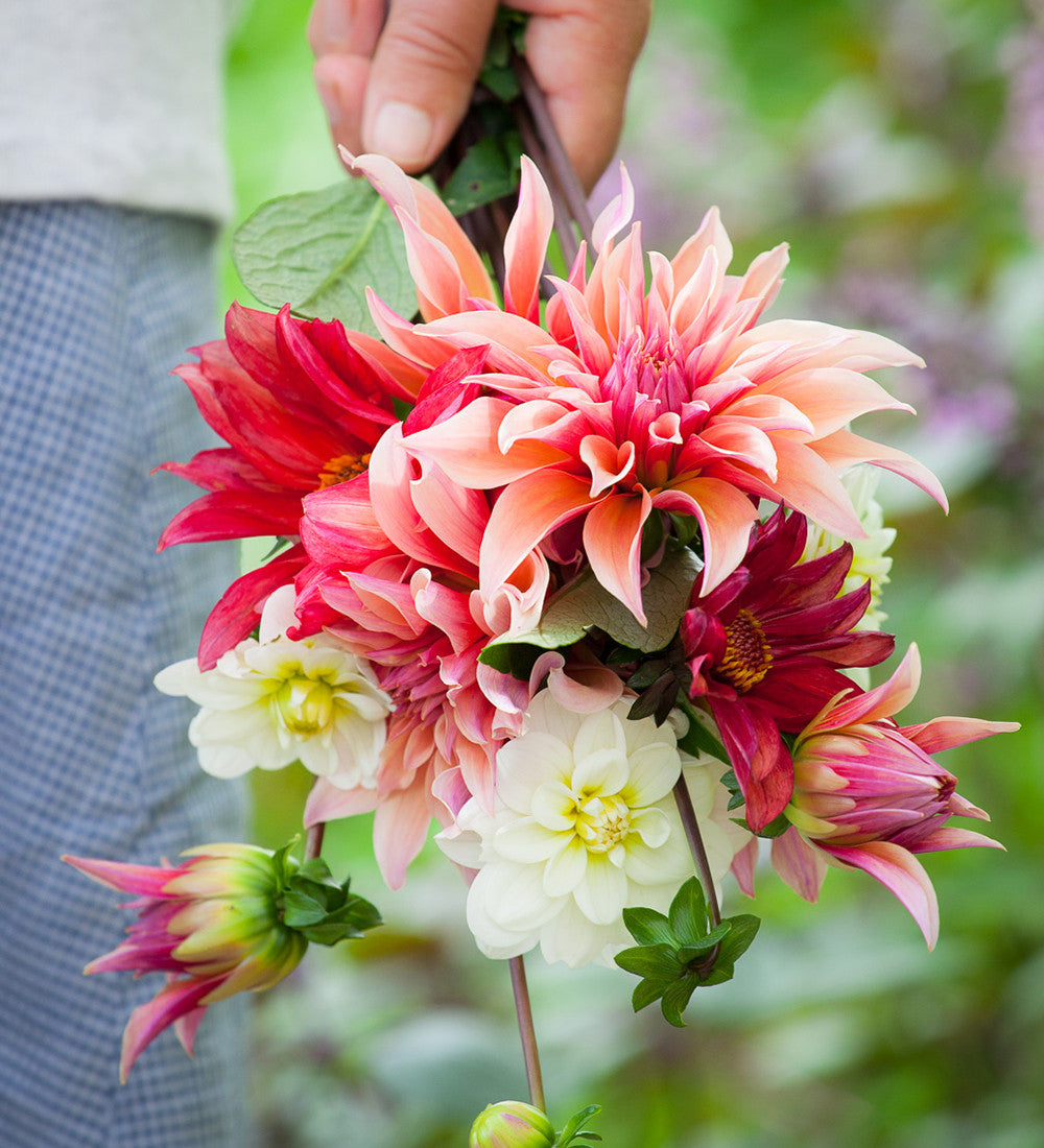 Sarah Raven Dahlia White Onesta Dahlienknolle 1 Knolle weiß