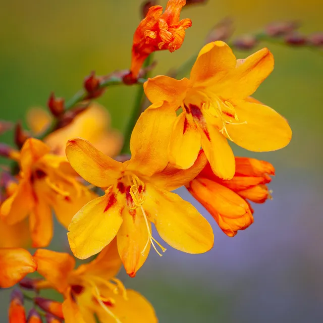 Sarah Raven Crocosmia Emberglow Blumenzwiebeln 20 Knollen orange