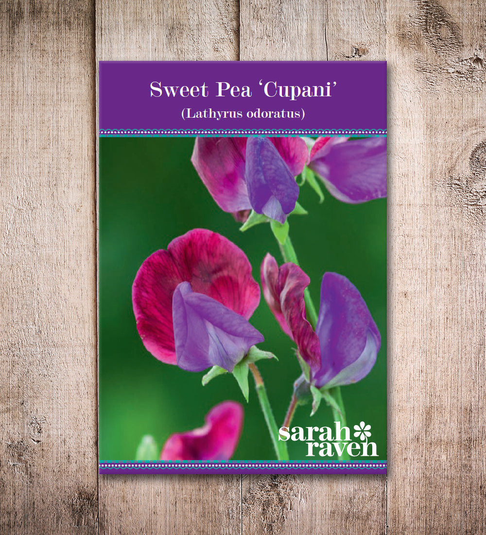 Sarah Raven Seeds Sweet Pea Cupani Wicken Samen 20 Samen duftend
