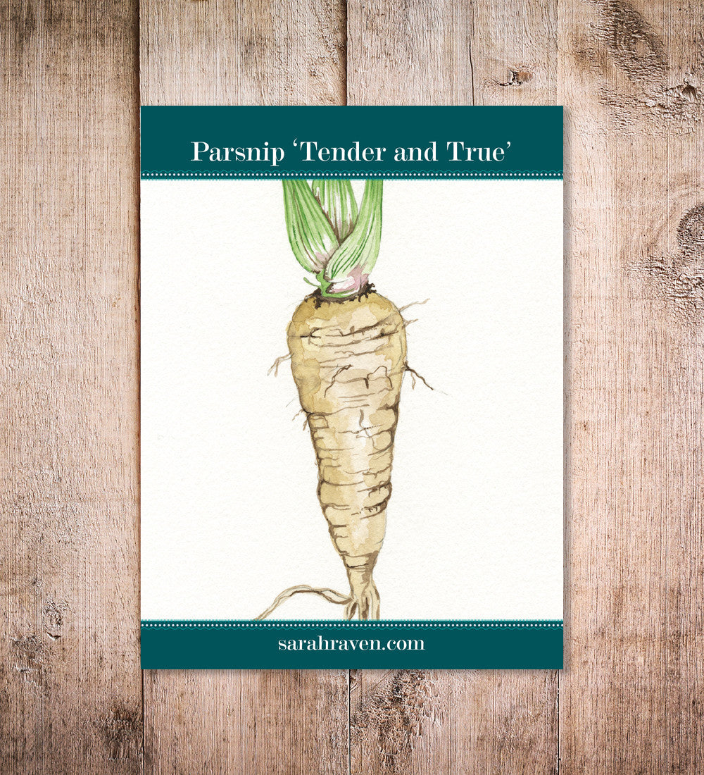 Sarah Raven Seeds Pastinake Tender and True Saatgut 1000 Samen