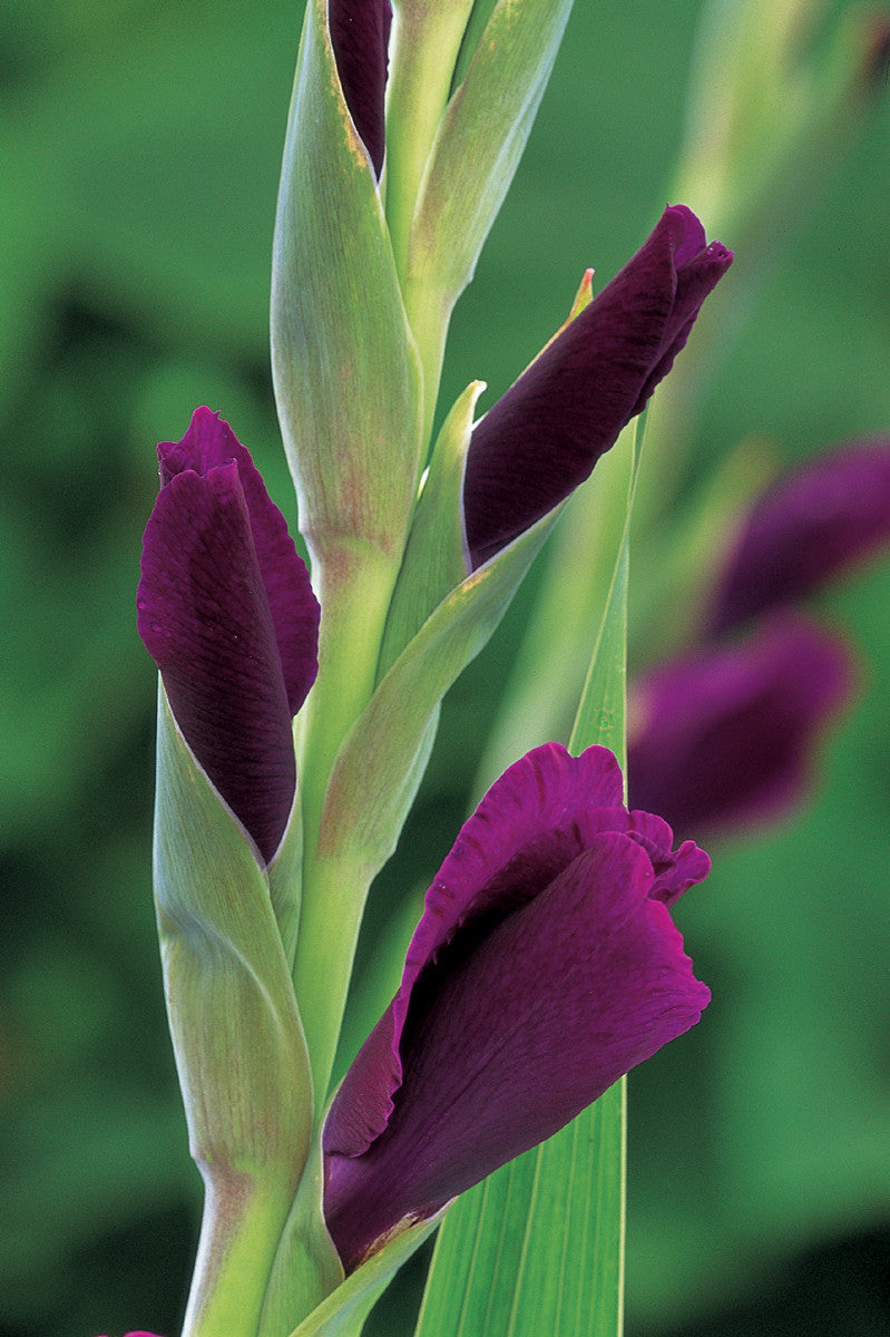 Sarah Raven Bulbs Velvet Gladiolen Kollektion 45 Knollen