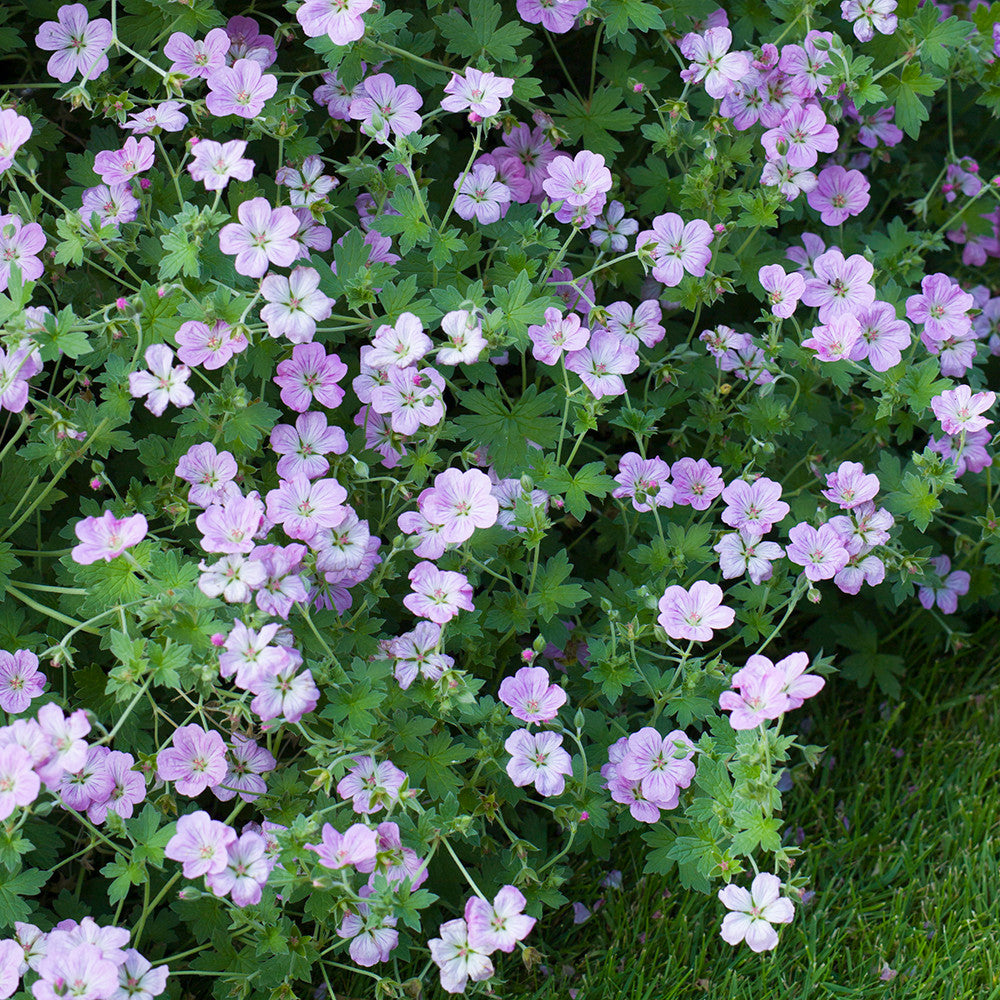 Sarah Raven Plants Geranium Mavis Simpson Staude 3x9cm rosa