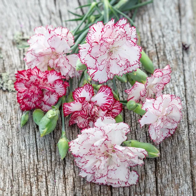 Sarah Raven Dianthus Benigna Blumensamen 100 Stück duftend