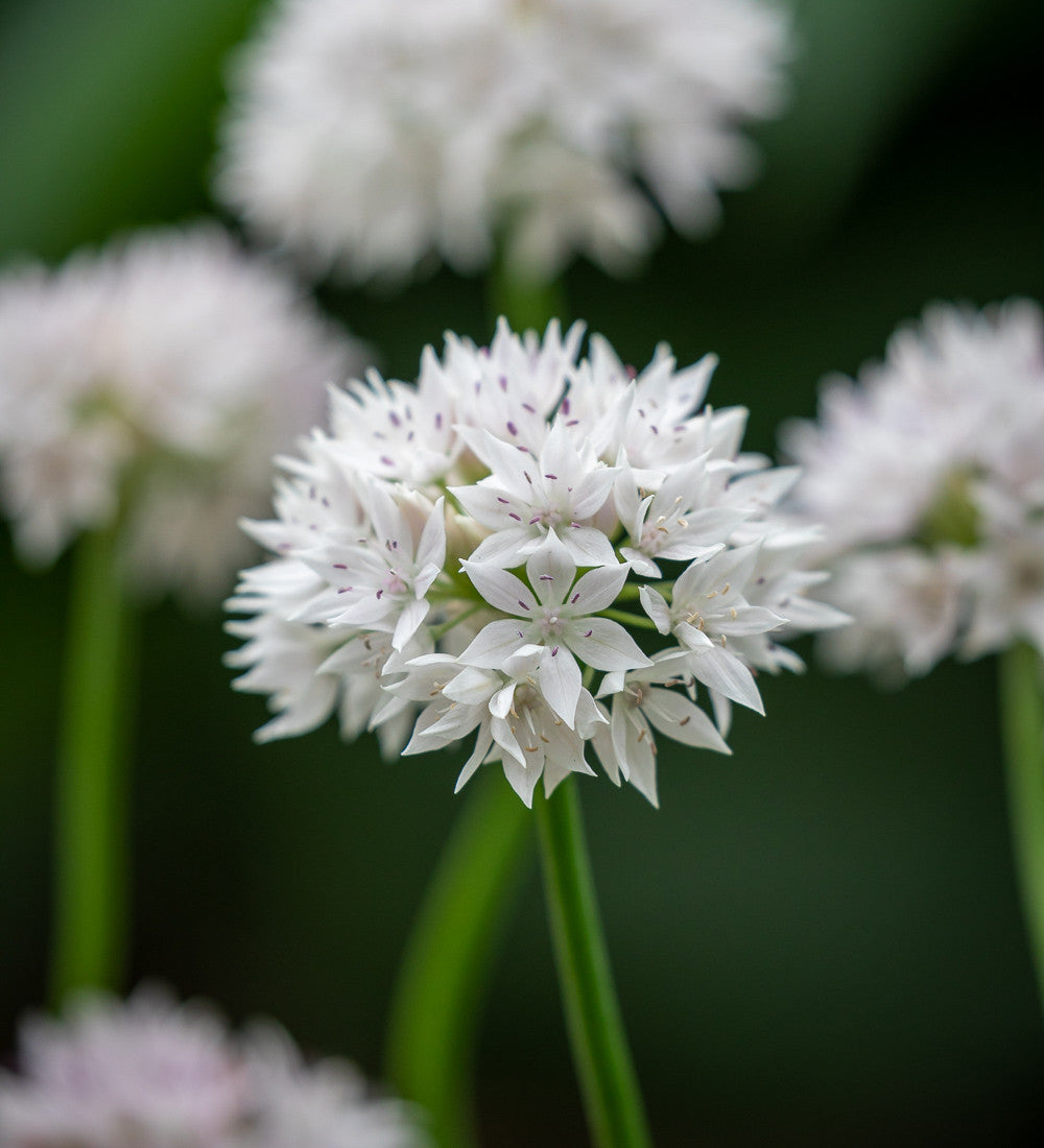 Sarah Raven Miniature Jewels Allium Blumenzwiebeln 31 Stück
