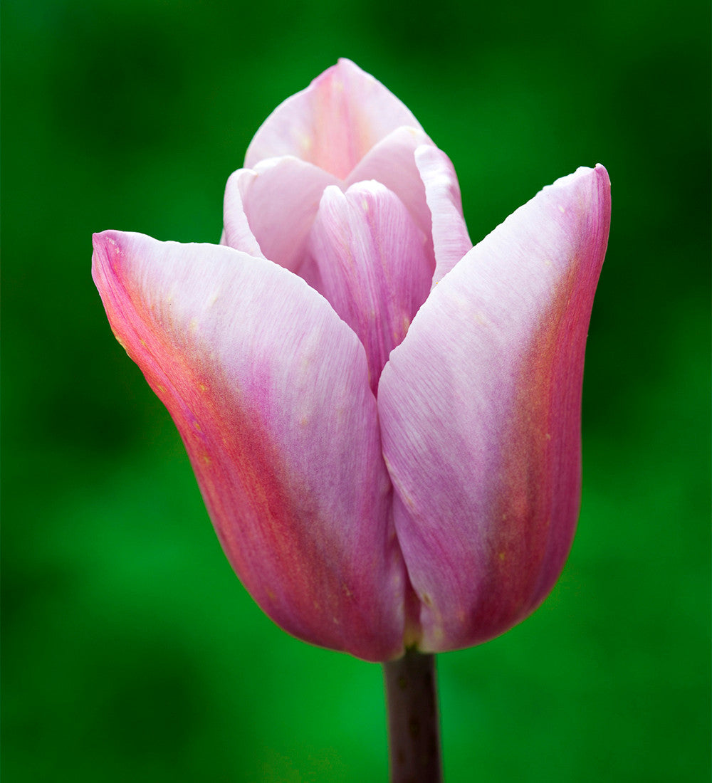 Sarah Raven Fruit Salad Tulpen Blumenzwiebeln 25 Stück apricot-lila