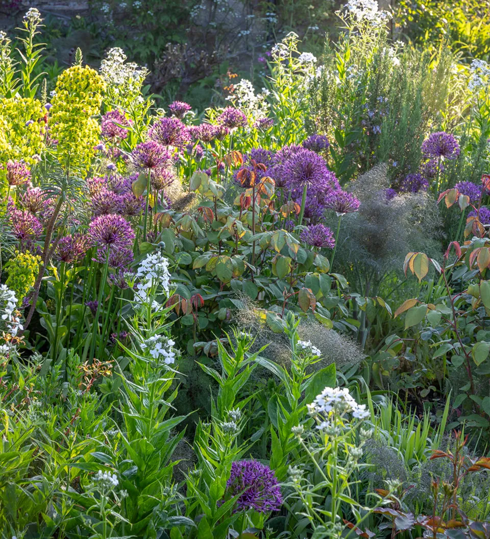 Sarah Raven Colour Gap Border Collection Stauden 27-tlg mix