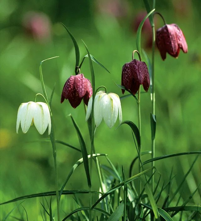 Sarah Raven Fritillaria meleagris Blumenzwiebeln 40 Stück Plum & White