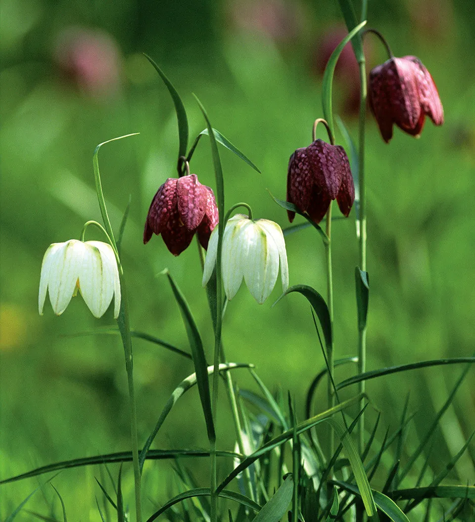 Sarah Raven Fritillaria meleagris Blumenzwiebeln 40 Stück Plum & White